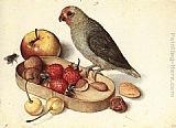 Still-Life with Pygmy Parrot by Georg Flegel